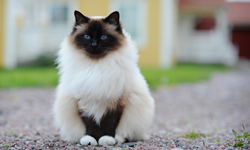 katt